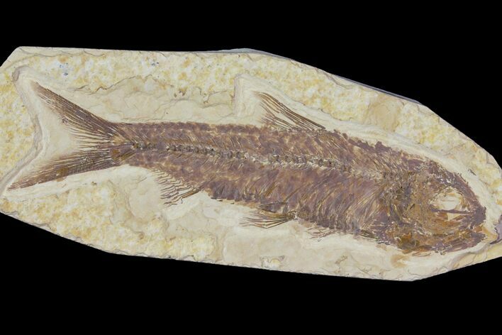Detailed Fossil Fish (Knightia) - Wyoming #115105